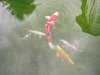 Koi vor dem Winter 008.JPG