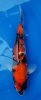Showa Ginrin 34 cm.jpg