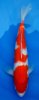 Kohaku 36 cm.jpg
