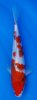 Showa  28 cm.jpg