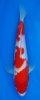 Kohaku 1 32 cm.jpg