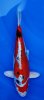Beni Kikokuryu 26 - 32 cm.jpg