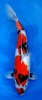 Showa  48 cm nr 8.jpg