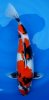 Showa  56 cm nr 8.jpg