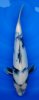 Shiro Utsuri 42 - 37 cm.jpg