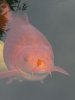 CIMG2468_450_600.jpg