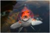 koi000.jpg