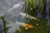 koi.jpg