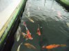 k-DSCN0935.JPG