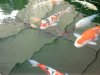 Ozon  19.06.JPG