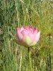 DSC02662.jpg