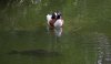 fisch-ente.jpg