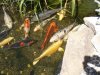 koi sonne 003.JPG