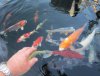 koi 2013_07_19.jpg