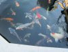 koi 2013_07_1.jpg