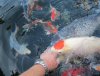 koi 2013_07_17.jpg