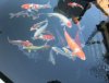 koi 2013_07_10.jpg
