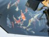 koi 2013_07_6.jpg