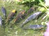koi02.jpg