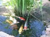 Rosen im Wald+ Koi 012-kl.jpg