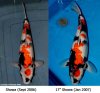 Showa Entwiclung 2 Thai Koi Center .jpg