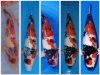 Showa Entwicklung Thai Koi Center .jpg
