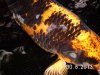 koi doc 024.JPG