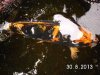 koi doc 020.JPG