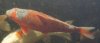 koi.jpg