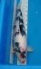 Koi Showa.JPG