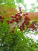 Herbst 13.4 .jpg