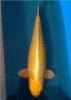 yamabuki02.jpg