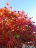 Acer .jpg