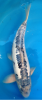 Shusui_60cm.png
