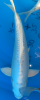 Screenshot_2013-07-01-18-21-18-1.png