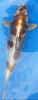 Screenshot_2013-09-02-08-38-39-1.png