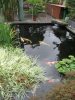 teich 001.JPG