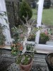PICT0204.JPG