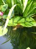 unsere paddler im juni 2012 021.jpg