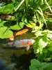 unsere paddler im juni 2012..jpg