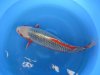 japan 2012 163.jpg