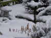 unser teich januar 2014 004.jpg