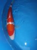 Torazo Kohaku To. imp 013.jpg