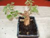 bonsai3306.jpg