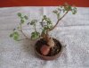 bonsai3303.jpg