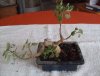 bonsai3302.jpg