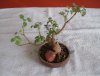 bonsai02.jpg