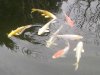 koi 067.jpg