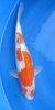 GR Kohaku male.JPG