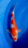 kohaku 6 male.JPG